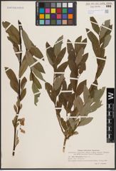 Foto von Salix chlorostachya Turcz.